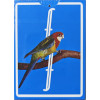 FONTAINE BIRDIE