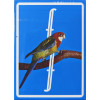 FONTAINE BIRDIE
